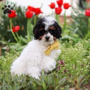 Crue, Miniature Poodle Puppy